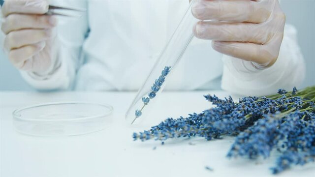 Closeup of laboratory assistant hands and lavender flower in test tube. Production of natural cosmetics and medicines, perfumery. Research the healing properties of lavender.
