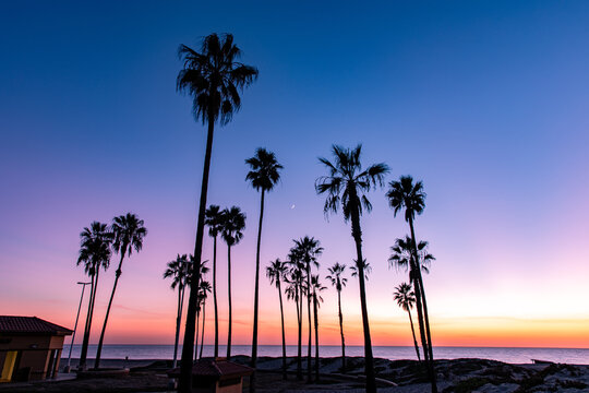 California sunset palm trees in Los Angeles at Dockweiler Beach