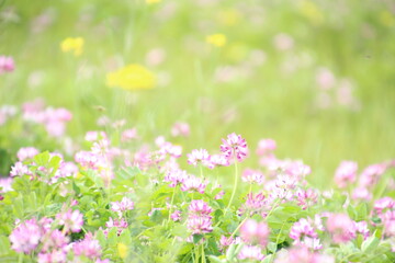 蓮華と菜の花