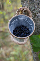 ripe fresh blueberries in a metal bucket on the background of the autumn forest. Berries and plants