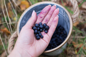 Ripe fresh blueberries in a metal bucket on the background of the autumn forest. A handful of blueberries in your hand. Berries and plants