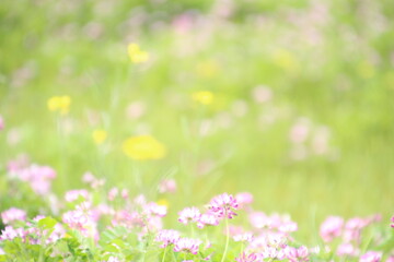 蓮華と菜の花