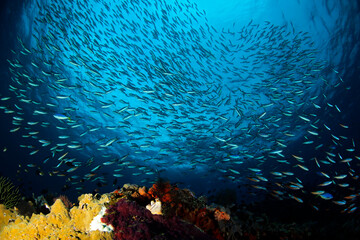 Schooling Fish against Surface, over a Coral Reef in Misool, Raja Ampat. West Papua, Indonesia