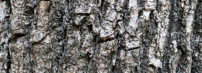 Gray crack bark texture for banner concept