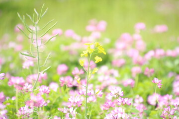 蓮華と菜の花