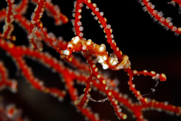 Denises’s Pygmy Seahorse (Hippocampus denise) in a Fan Coral. Misool, Raja Ampat, Indonesia