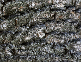Old crack bark background. Beautiful wooden texture