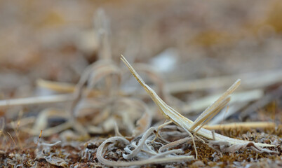 a very well camouflaged brown grasshopper that looks like arid grass stands on arid ground in Sicily © leopictures