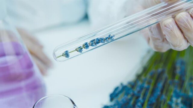 Closeup of laboratory assistant hands and lavender flower in test tube. Production of natural cosmetics and medicines, perfumery. Research the healing properties of lavender.