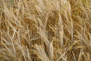 Field of golden grain in the Summer