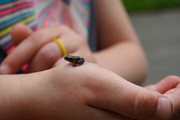 Tiny frog crawling on a child's hand