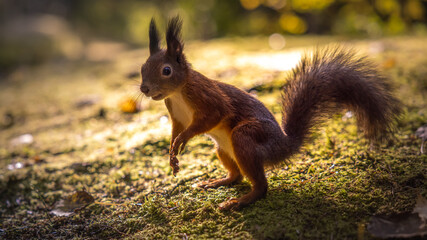 Red squirrel standing at morning light