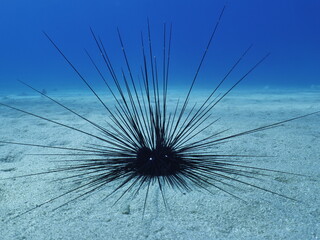  sea urchin underwater   moving in blue ocean scenery seaurchins in nature