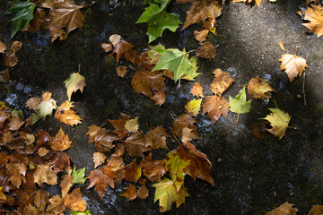 Autumn leaves on asphalt
Brown leaves with a pop of colourful green leaves on the ground in a puddle of water left by rain in early fall.
