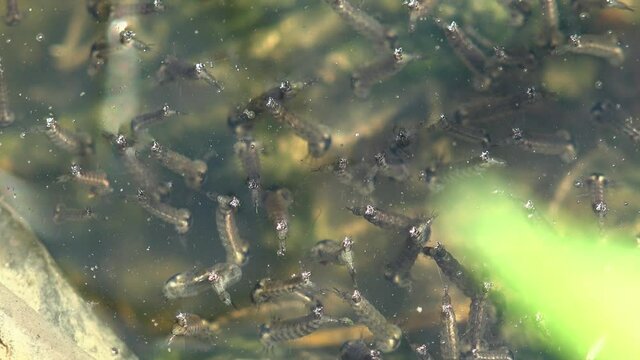 Mosquito, stage third, larva floats on  surface of the dark water of forest swamp and is ready to move to fourth stage. Macro view insect in underwater