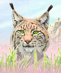 lynx in the grass © Ольга Подлесная