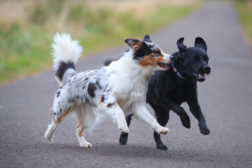 Australian Shepherd spielt mit Labrador