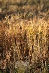 golden wheat field