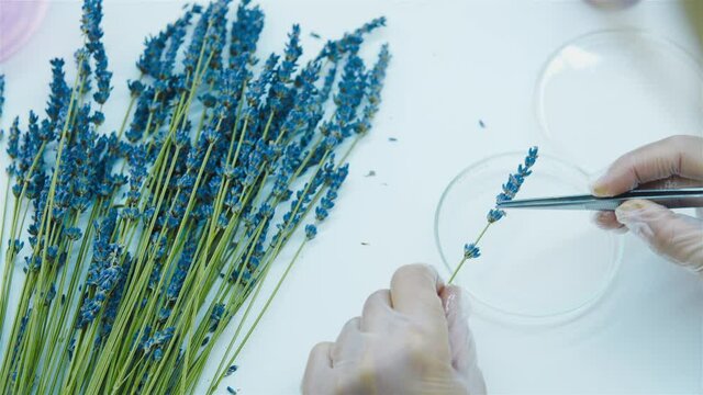 Closeup of laboratory assistant hands and lavender flowers. Plucks small buds of lavender flower into a petri dish with tweezers. Production of natural cosmetics and medicines, perfumery. Top view.
