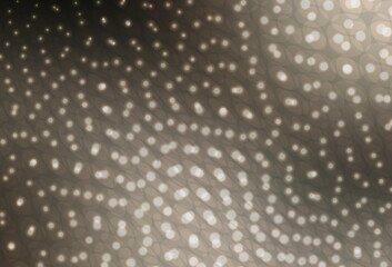 Light Gray vector background with bubbles.