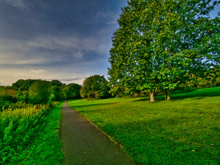trees in the park HDR STYLE 