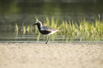 Black-bellied Plover bird wading in water with sand and sea grass.
