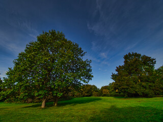 Fototapeta na wymiar trees in the park HDR STYLE 