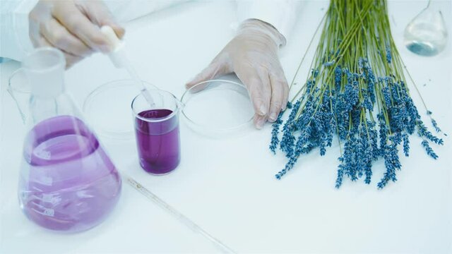 Laboratory worker draws a pink liquid into pipette and drips it into perti dish. Lavender flowers and laboratory glassware and flasks on white table. Production of natural cosmetics and perfumes.