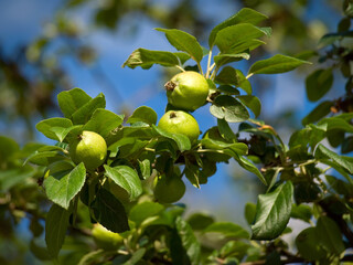 Unripe fruits of apples