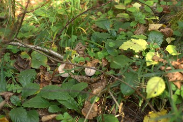 Textured caps of rain mushrooms among green leaves and dry brown leaves
