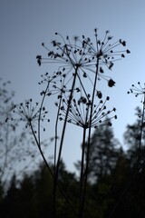 Silhouettes of several dried inflorescences of grass against a blue sky