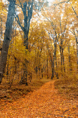 Dense forest in the middle of autumn