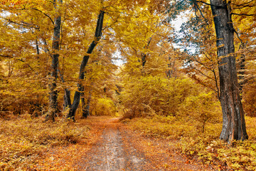 Dense forest in the middle of autumn