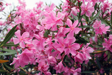 Fiori di Oleandro Nerium oleander