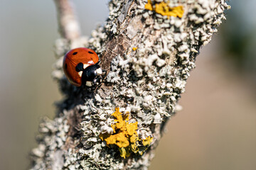 ladybug on a branch with yellow lichen