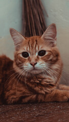 Naklejka premium Cutest cat in the world