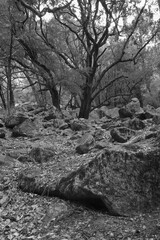 California Black Oak (Quercus kelloggii)  and Ponderosa Pines (Pinus ponderosa) in Moss Covered Boulders,Yosemie National Park,California,USA