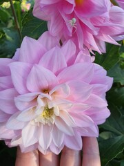 Flowers in the garden 