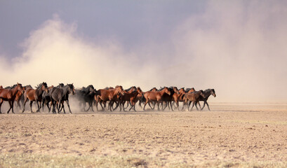 Fototapeta na wymiar a plain with beautiful horses in sunny summer day in Turkey. Herd of thoroughbred horses. Horse herd run fast in desert dust against dramatic sunset sky. wild horses 
