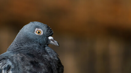 Close side profile of rock dove (Columba livia)