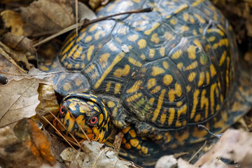 Box turtle with red eyes nestled amongst dead leaves on a forest floor