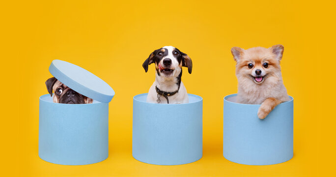 Portraite of fluffy puppy of pomeranian spitz, Jack Russell Terrier and pug. Little smiling dogs sitting in blue gift boxes on bright trendy yellow background.