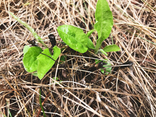 small green plants grow from dry grass in summer. shoots make their way through the grass layer. greenhouse crops. growing feed and fertile plants. vegetable gardening