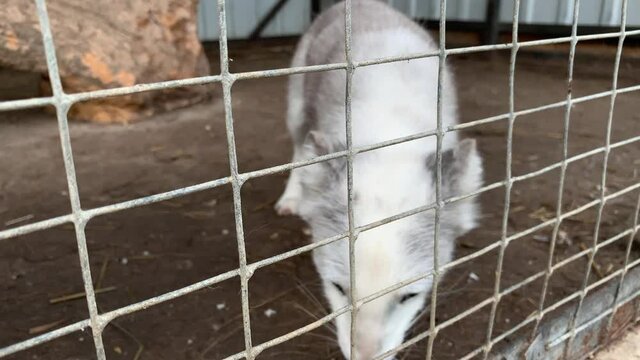 Hungry, weak and sick white arctic fox locked in a cage behind a metal fence and wants to go home, rescue of wild animals in captivity