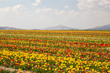 beautiful garden of tulip. Summer sun and flower garden 