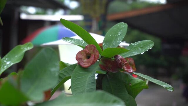 Red Euphorbia milli with dew.
