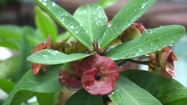 Red Euphorbia milli with dew.