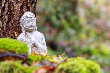 Buddha statue in a forest