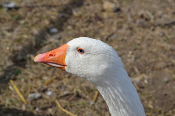cute adorable head of white goose on a farm on straw in Warsaw