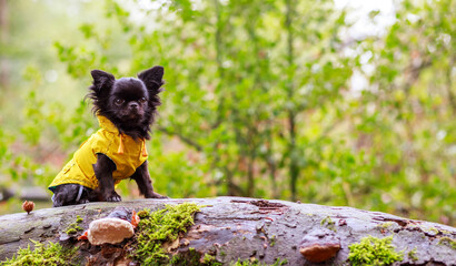 adorable little chihuahua dog wearing a yellow oil jacket in the autumn forest during some rain